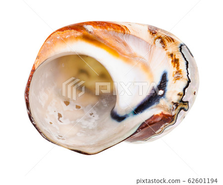 empty shell of nautilus mollusk isolated on white 62601194