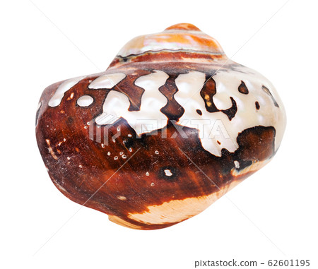 shell of nautilus mollusc isolated on white 62601195