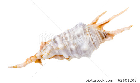 blue conch of murex snail isolated on white blue conch of murex snail isolated on white 62601205