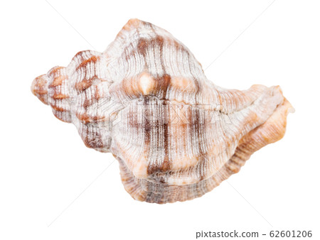 shell of whelk snail isolated on white 62601206