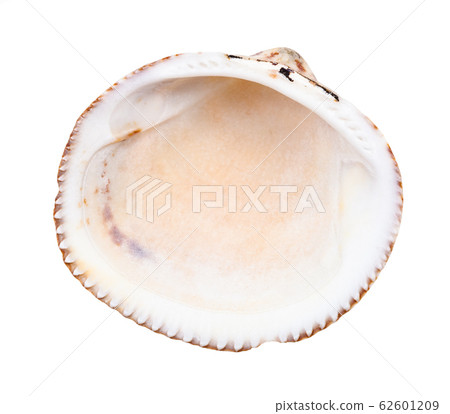 empty old shell of cockle isolated on white empty old shell of cockle isolated on white 62601209
