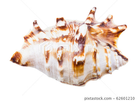seashell of sea snail isolated on white seashell of sea snail isolated on white 62601210
