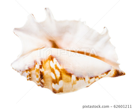 empty seashell of sea snail isolated on white empty seashell of sea snail isolated on white 62601211