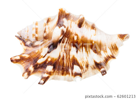 shell of muricidae snail isolated on white shell of muricidae snail isolated on white 62601213