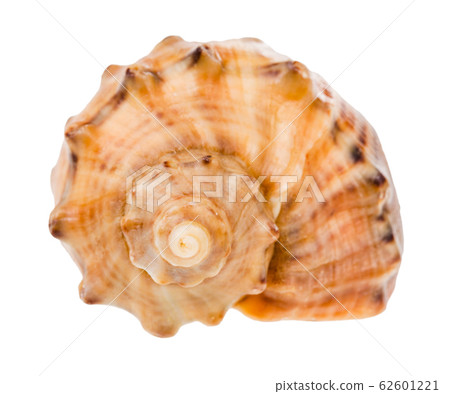 helix shell of rapana isolated on white helix shell of rapana isolated on white 62601221