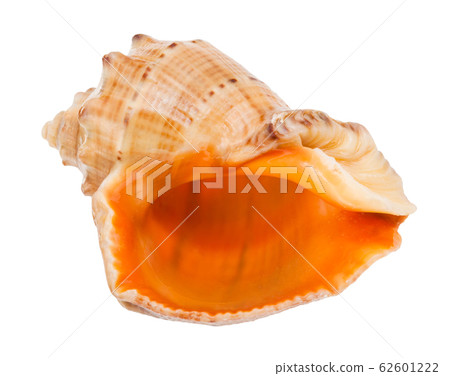 empty shell of rapana isolated on white empty shell of rapana isolated on white 62601222