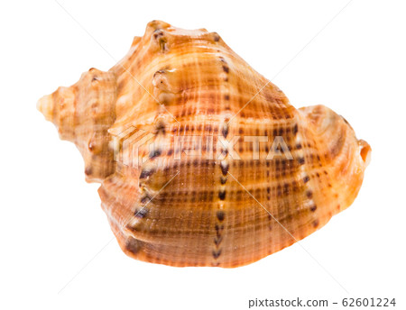 shell of rapana isolated on white shell of rapana isolated on white 62601224