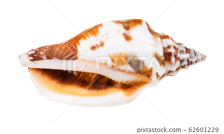 empty shell of whelk mollusc isolated on white 62601229
