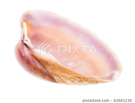 empty brown and purple shell of clam isolated 62601230