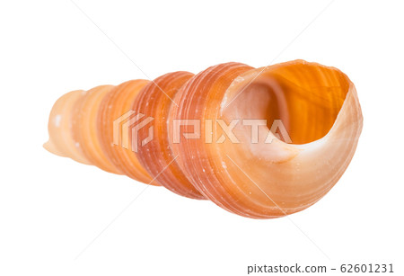 empty shell of tower snail isolated on white 62601231