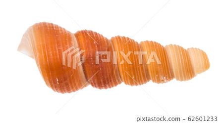 seashell of tower snail isolated on white 62601233