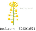Simple illustration of rape blossom 62601651