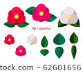 Simple illustration of camellia 62601656