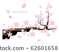 Cherry blossom simple illustration 62601658