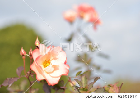 羅斯·卡倫 62601687