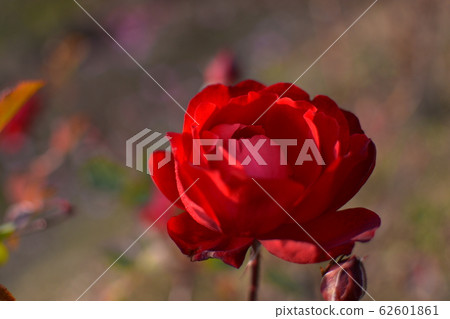 巴拉百合馬蘭 62601861