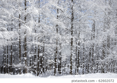 Hambaeksan的冬天樹木與雪 62602072