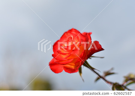 Roses red 62602587