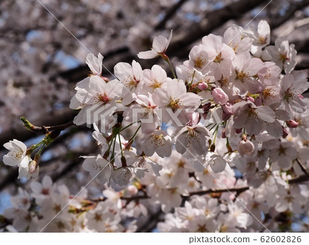 櫻花盛開 62602826