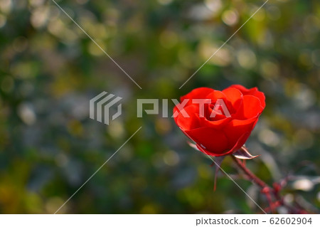 Roses red 62602904