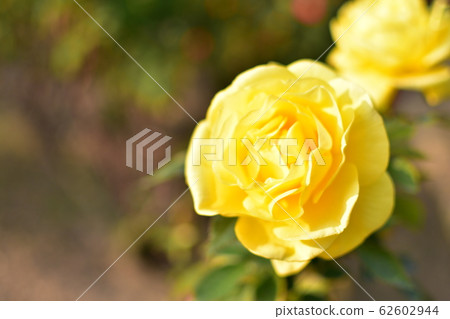 玫瑰小蒼蘭 62602944