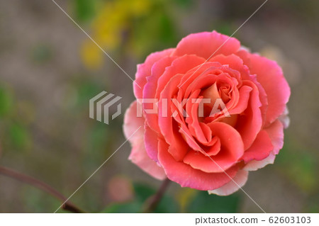 Rose pink 62603103