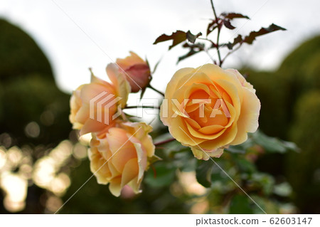 Rose pink 62603147
