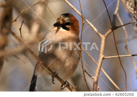 During the breeding season, Miyake jays live in mountain forests 62603208