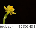 daffodil 62603434