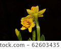 daffodil 62603435
