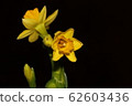 daffodil 62603436