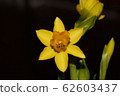 daffodil 62603437