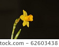daffodil 62603438