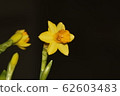 daffodil 62603483