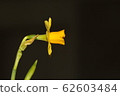 daffodil 62603484