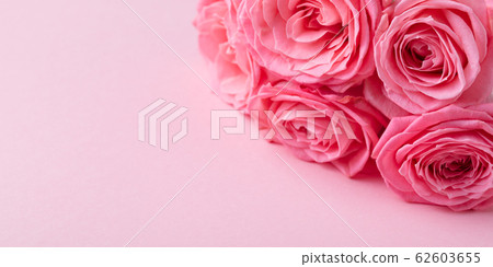 Rose flowers in pink pastel background. Close up. Copy space. Rose flowers in pink pastel background. Close up. Copy space. 62603655