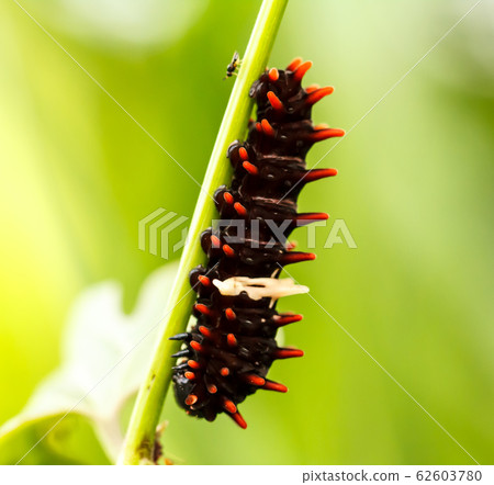 Caterpillars in the forest 62603780