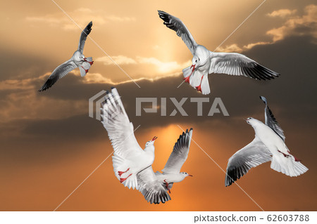 Seagulls are dancing in the morning sky at sunrise. Friends are having fun together. Hiroshima Prefecture 62603788