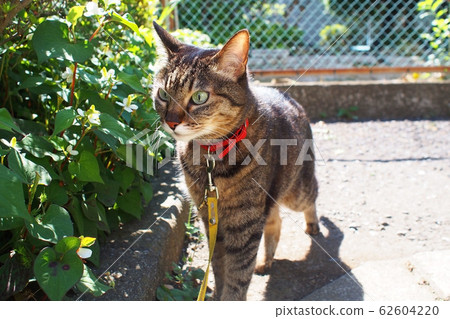 Walking cat and prickly grass Walking cat and prickly grass 62604220