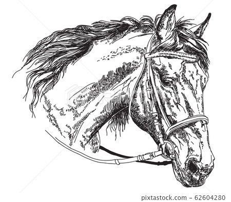 Horse head with bridle vector hand drawing Horse head with bridle vector hand drawing 62604280
