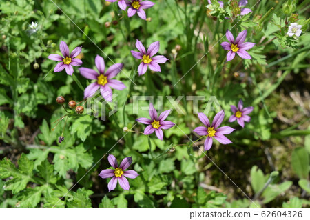 Niwazekishou Niwazekishou 62604326