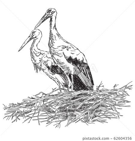 Storks couple in the nest vector illustratoin 62604356