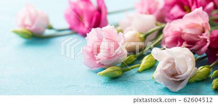 Pink flowers, Texas bluebell, eustoma on blue background. Copy space. Pink flowers, Texas bluebell, eustoma on blue background. Copy space. 62604512