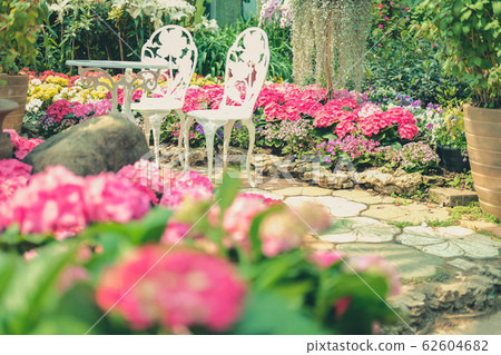 blooming pink hydrangea growing in flower garden blooming pink hydrangea growing in flower garden 62604682