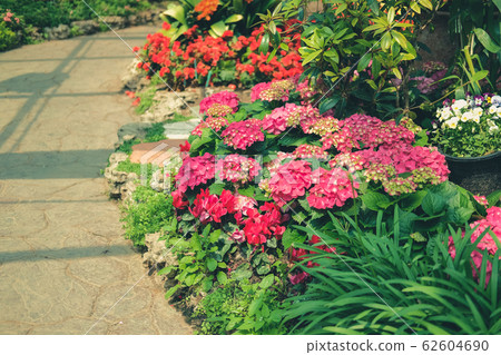 blooming pink hydrangea growing in flower garden blooming pink hydrangea growing in flower garden 62604690