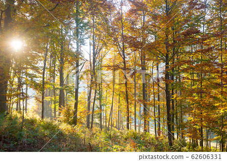 Trees in autumn season background. Autumn Trees in autumn season background. Autumn 62606331