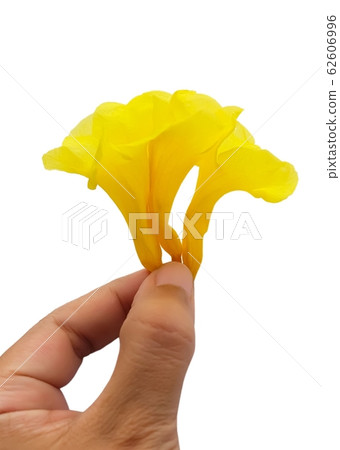 Hand Holding Yellow Trumpetbush Flowers on White Hand Holding Yellow Trumpetbush Flowers on White 62606996