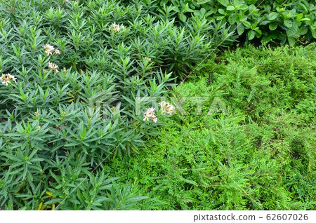 False Heather or Elfin Herb Flowers and Nerium 62607026