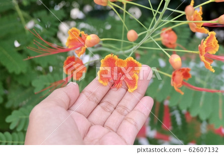 Hand Holding Red Peacock Flowers on Tree 62607132