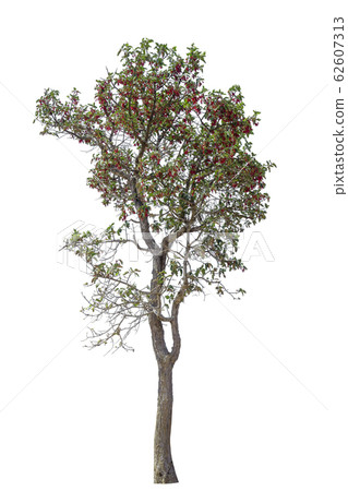tree collections on a white background 62607313